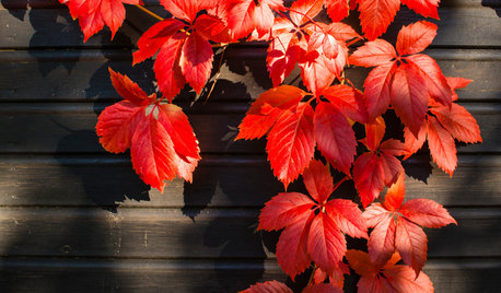 Guida alle Piante e ai Fiori di Ottobre
