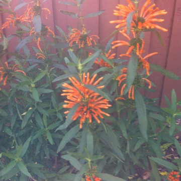 Private garden from Lawn Reduction