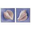 Simple Classic Seashell Conch Still Life Painting, 2pc, each 17 x 17