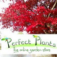 Perfect Plants Ltd's profile photo