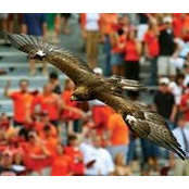 aubie60's photo