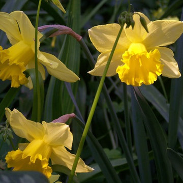 Narcisi