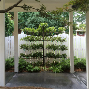 Espalier Tree Installations