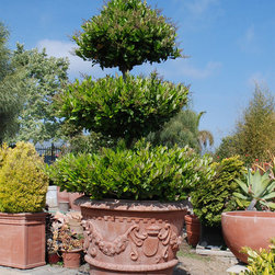 Single Topiary - Outdoor Pots And Planters