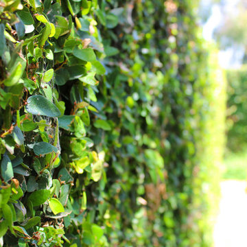 Close up of wall