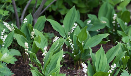 La plante du mois : Le muguet de mai