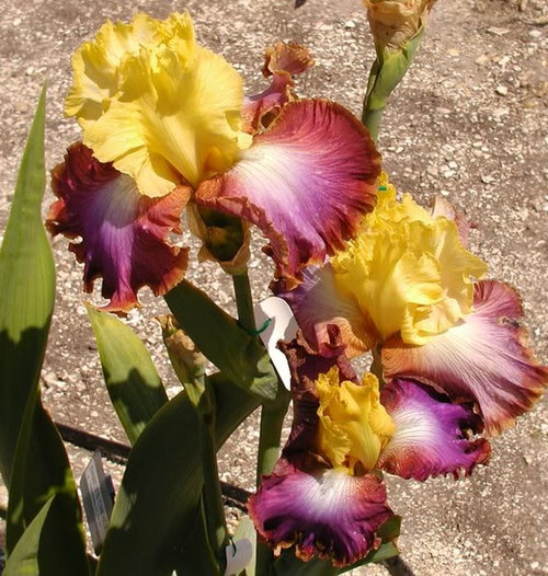 Darcy's Choice & Candy Club