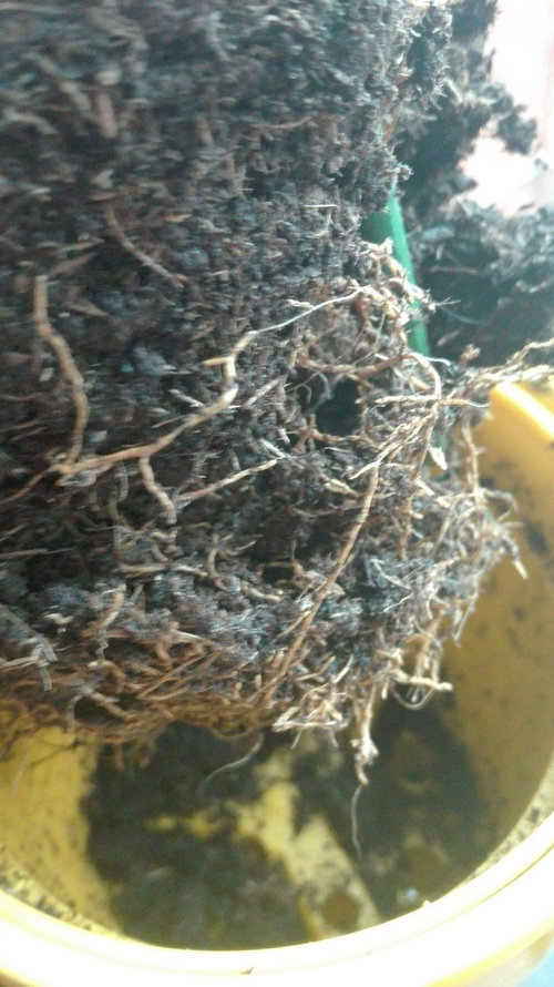 Underwatered or not overwatered Lemon tree?