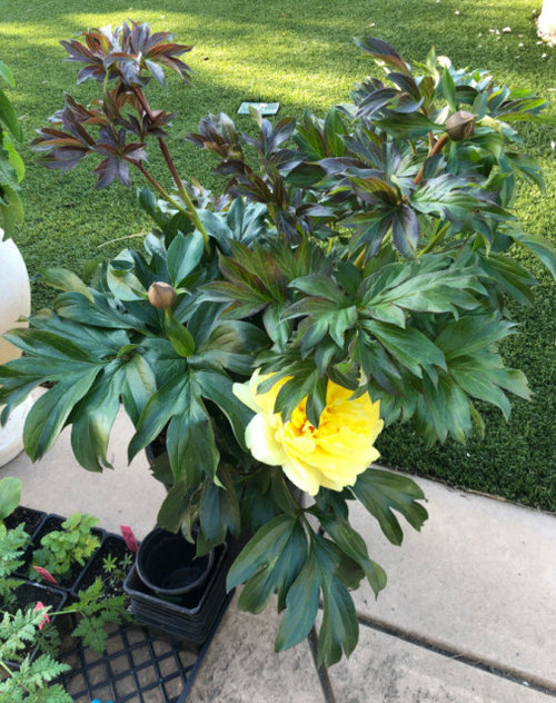 Potted Peonies now on sale at Home Depot & Lowes, NorCal