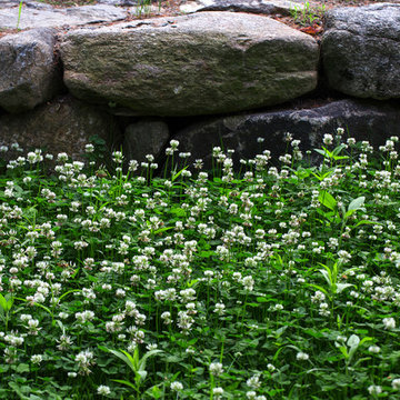 White Clover lawn near Stone Wall at Red Barn, Red Brick