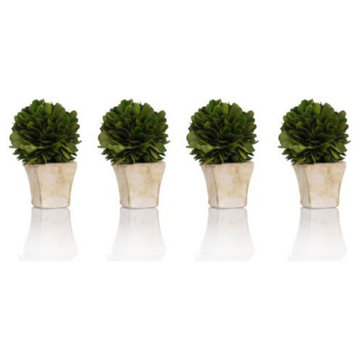 4" Tall Preserved Boxwood Topiary, Single Ball (Set of 4)