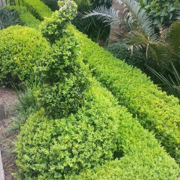 Shapes, Topiaries, clipped back & sides that make a difference in your Garden
