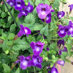 Nursery - Gardening And Lawn Care