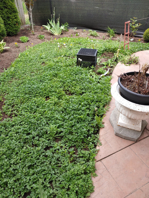 Celery looking weeds