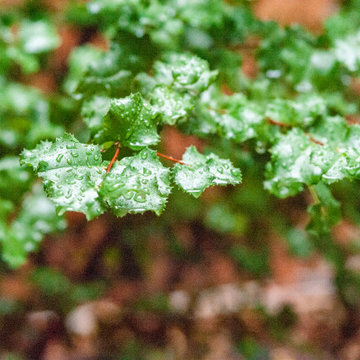 Holly Leafed Cherry Privacy Screen