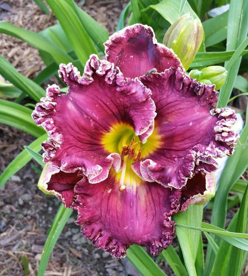 Daylilies not fullly opening is it the weather?