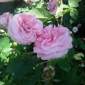 Melissa Calhoun's photo