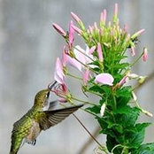 Pat Chick's photo