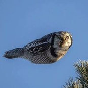 Lois Ferrari's photo
