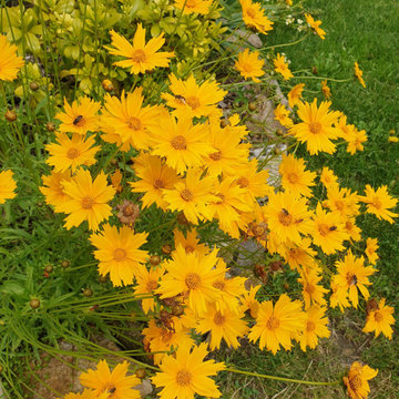 Coreopsis grandiflora fleuri tout l'été