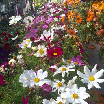 Annual Flower Gardens