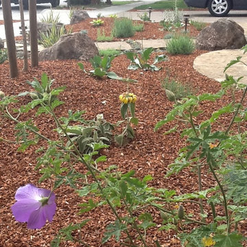 New Front Yard