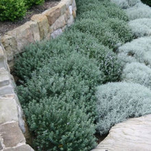 Hedging and Planters