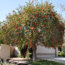 Trees