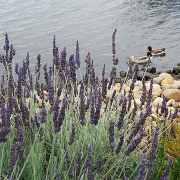 Modern Water-Side Landscape Remodel and Lawn Replacement - Backyard, Novato, CA