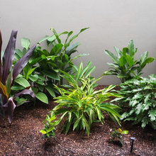 Plants
