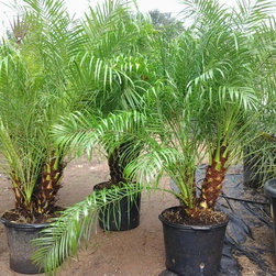 Gallery - Outdoor Pots And Planters