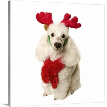 "White poodle wearing red Christmas antlers and red scarf" Wrapped Canvas Art...