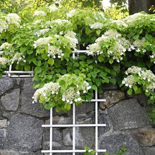 plantings