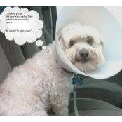 Foto de Sharon Anschultz