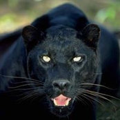 Foto von Judy Chambers