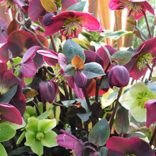 Plants