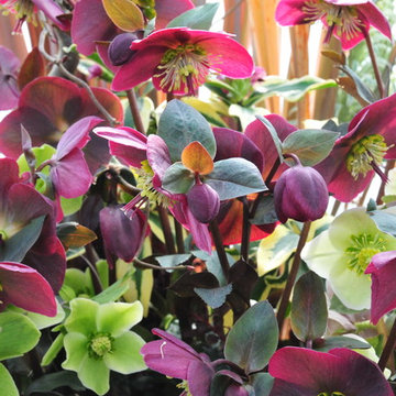Recipe for a Fabulous Pot - Hellebores "Red and Green"