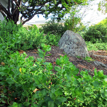 Cupertino, California Low Water Garden Design & Lawn Replacement