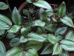 House Plant - varegated white & green leaves, purple on underside | Houzz  Forum