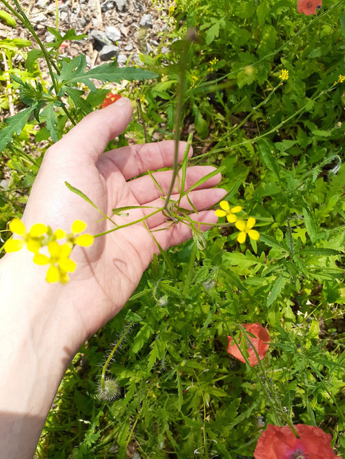 Two different yellow flowered "weeds"