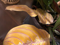 buy snake plants near me Snake Plant – Buy Low-Maintenance Indoor Plant Online main image 1