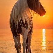 Stacy Harris's photo