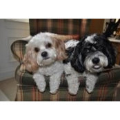 Allison White's photo