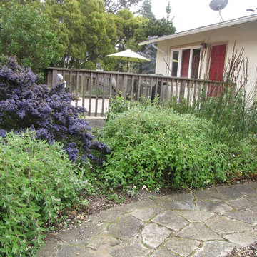 San Bruno Native Lawn Replacement