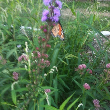 Green Infrastructure Project