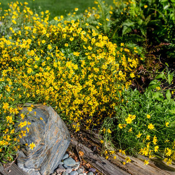 Waterfront Restoration, Madison Park