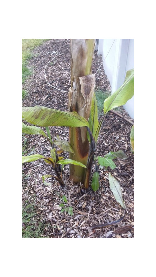 Banana Leaves Getting Spots And Brown