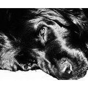 Don Coleman's photo