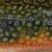 Foto di Dan Thorell