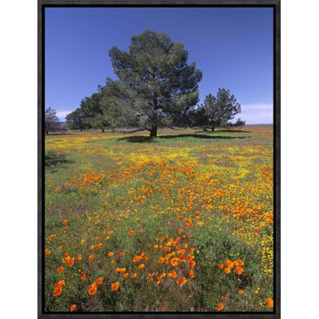 California Poppy and Eriophyllum Field, Antelope Valley, California, 12"x16"
